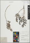 Foto von Salix repens subsp. incubacea (L.) A. Neumann